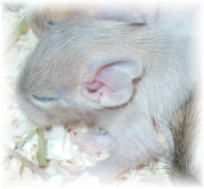 image-27-.png
