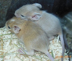 rozdil-mezi-cream-a-sand.jpg